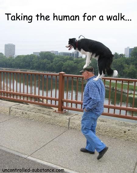 Walking The Human