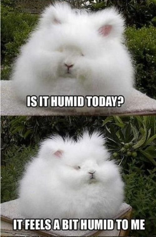 A Bit Humid