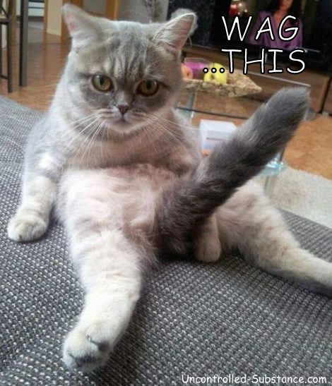 Wag This