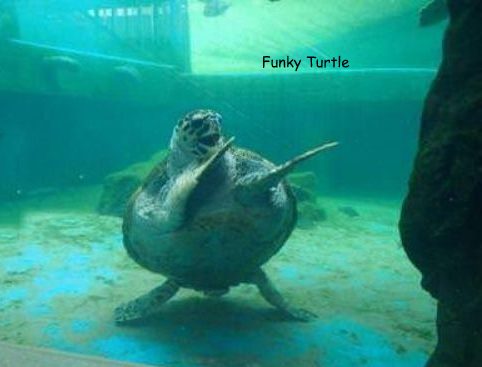 Funky Turtle