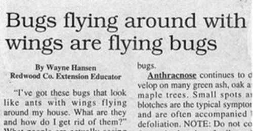 Flying Bugs