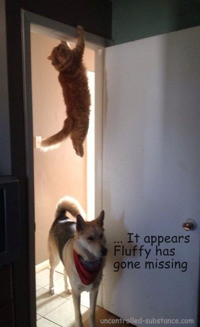 Fluffy Gone Missing