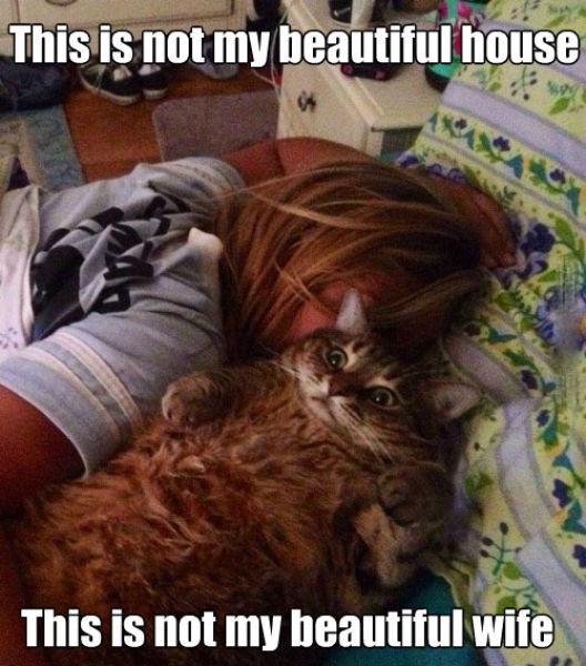 Not My Beautiful House